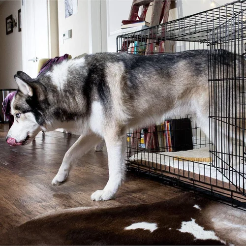 Vista 5 de Jaulas para perros extra grandes Jaula XXL para perros de 48 pulgadas, jaula para mascotas de doble puerta, mejor para mascotas grandes, jaula