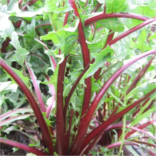 Vista 4 de Seed Needs, Colección de Paquetes de Semillas de Diente de León (3 Variedades de Semillas para Plantar) No-GMO y Sin Tratamiento - Diente de León