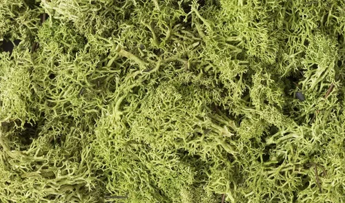 Woodland Scenics Liquen GRN, verde claro