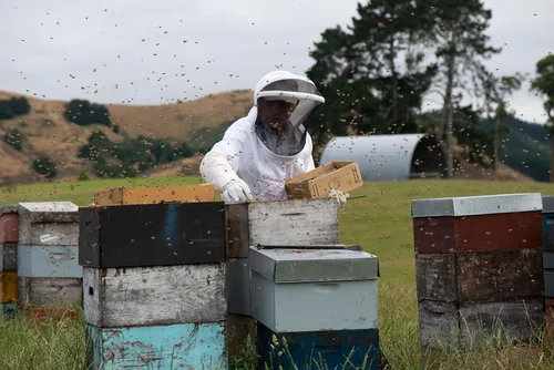 Vista 5 de Miel de Manuka UMF 5+ (MGO 83+) Miel pura de Nueva Zelanda, 1.1 lb (500g)