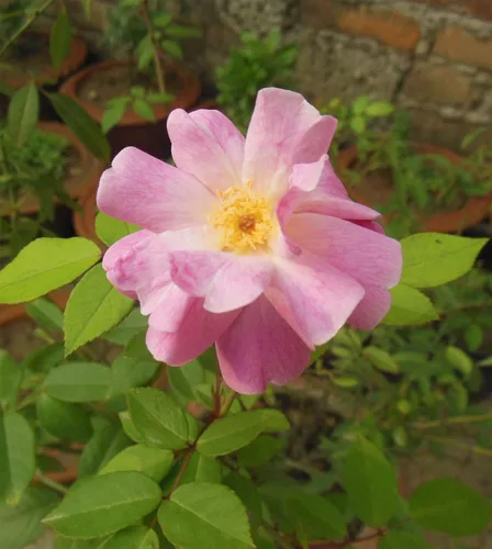 Rosa rubiginosa | Rosa Silvestre | Brezo Dulce Común | Doble Cadera Blanca | 20_Seeds