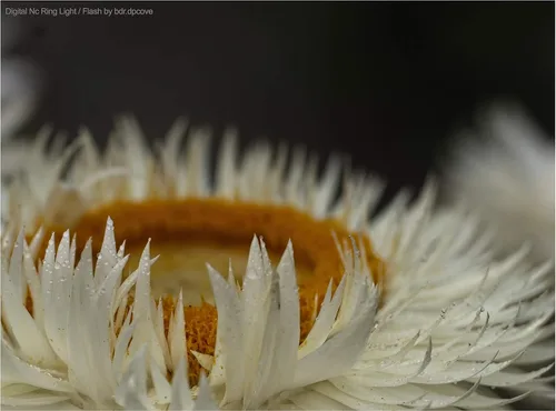 Vista 3 de Anillo de luz LED macro para Sony Alpha a6000 / a6300 / a6500 / a6600 /a6700