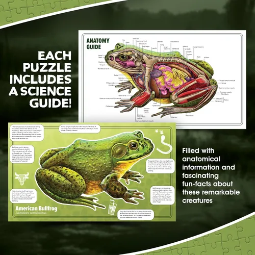 Vista 5 de Bullfrog - Rompecabezas de piso de anatomía animal Rompecabezas de 100 piezas de doble cara Ilustración científicamente precisa de rana de gran