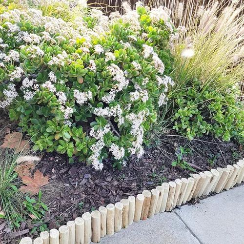 Vista 6 de Backyard X-Scapes - Tronco sólido de madera de eucalipto natural para bordes de jardín, césped, vallas, bordes, 72 pulgadas de largo x 6 pulgadas