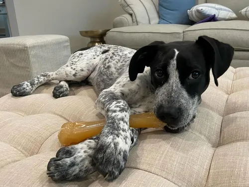 Vista 3 de Nylabone Original Knuckle Bone Flexi Chew - Juguete para perros, juguetes flexibles para masticadores moderados y suaves, sabor a pollo, X-Large