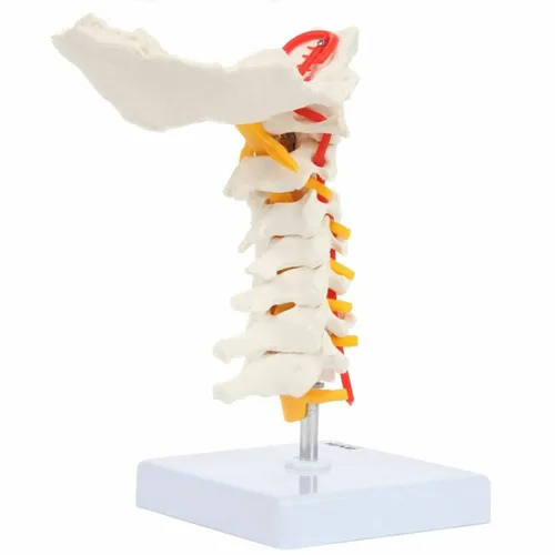 Vista 7 de Axis Scientific Modelo de vértebra cervical con nervios y arterias espinales Puntos de referencia óseos detallados de la columna cervical