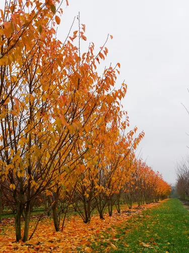 Vista 7 de Cerezo Blanco Japonés Semillas Premium Prunus serrulata 'Spontanea' Primavera Plants'® (Premium Seeds, 5)