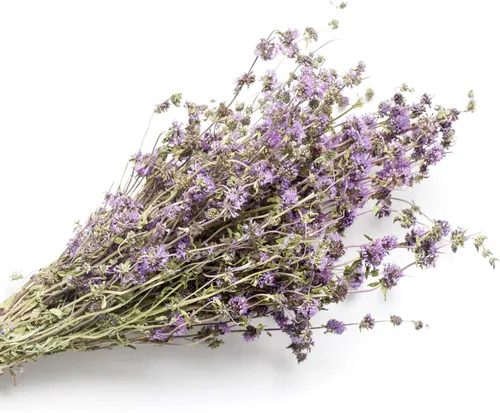 Vista 4 de Outsidepride 10000 semillas perenne Mentha Pulegium Pennyroyal hierba jardín semilla para plantar