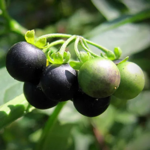 Vista 46 de KVITER 700 semillas de bálsamo de limón para plantar (Melissa Officinalis) - Semillas de hierbas medicinales orgánicas y tradicionales - Cultivar