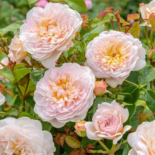 Vista 2 de Heirloom Roses David Austin Rose Bush - Emily Bronte Inglés Propia Raíz Planta de Rosa Fragante de un galón