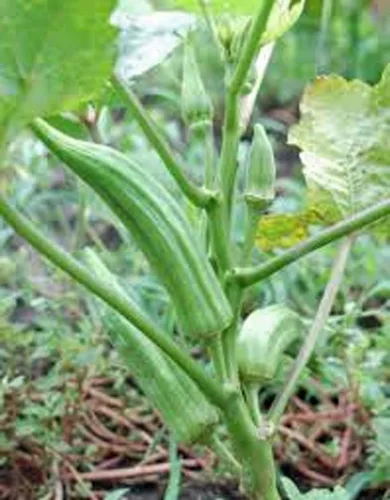 Okra Seed, Perkins Long Pod, reliquia, sin OMG, más de 50 semillas, semillas de okra