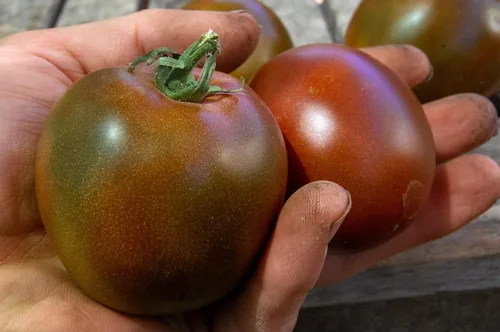Vista 4 de Semillas Tomate Príncipe Negro Gigante Heirloom Vegetal Sin OMG