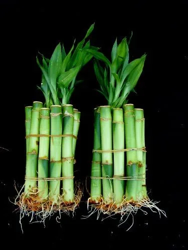 20 cañas de 4 pulgadas Straight Lucky Bamboo