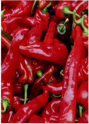 Vista 8 de 3dRose Pimientos rojos picantes - Chile, chile, chile, chile, chiles,... - Toallas (twl-46856-1)