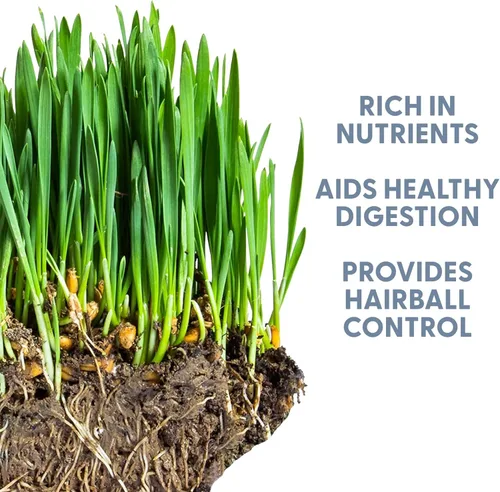 Vista 4 de Semillas de césped para gato 100% orgánicas (Sin OMG)