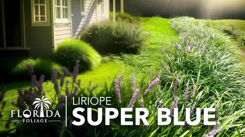Vista 9 de Super Blue Liriope Muscari Planta de 1 galón grande Hierba ornamental tolerante a la sequía
