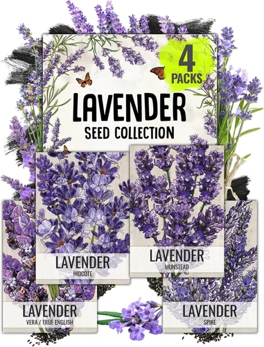 Seed Needs Semillas de lavanda para plantar una variedad de plantas de lavandula, herencia sin OMG y semillas de hierbas sin tratar para plantar un