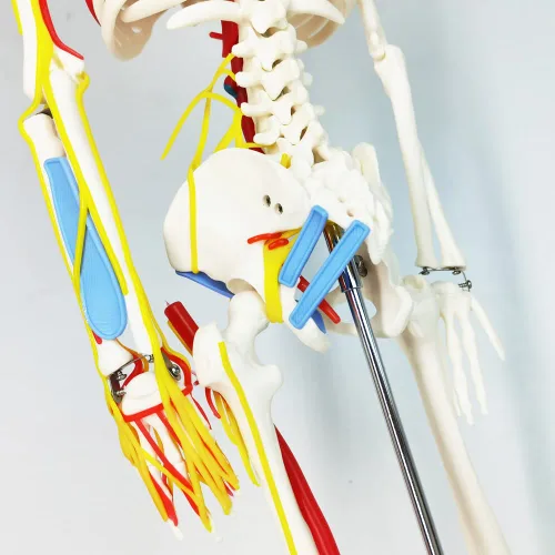 Vista 5 de EVOTECH SCIENTIFIC Mini modelo de esqueleto humano para anatomía, modelo de esqueleto humano de tamaño natural de 33.5 pulgadas, 1/2 con nervios