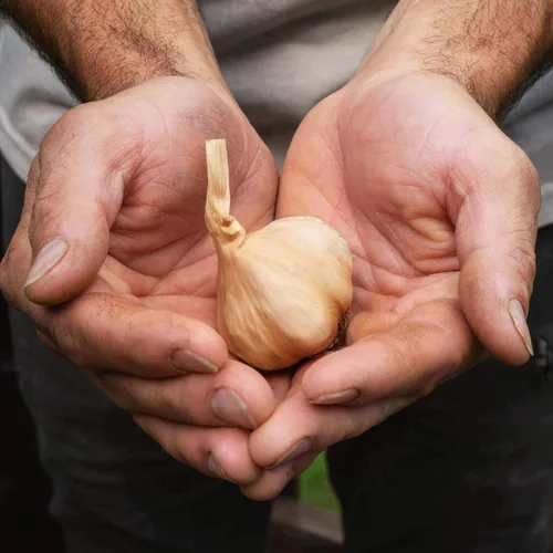 Vista 5 de Ajo negro entero, 1.5 libras