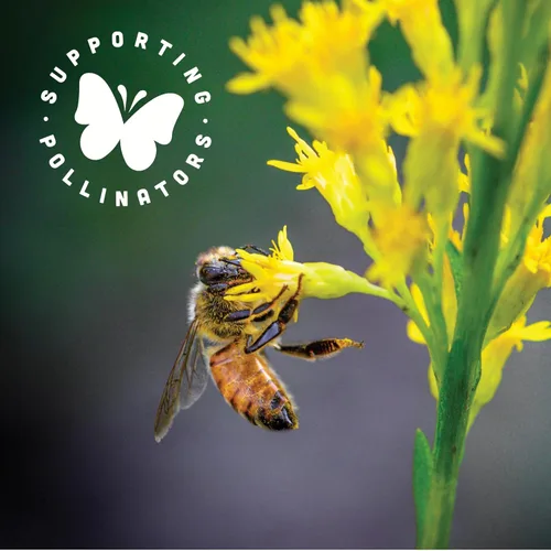 Vista 5 de Black Jewell - Granos nativos de palomitas de maíz, 28 onzas