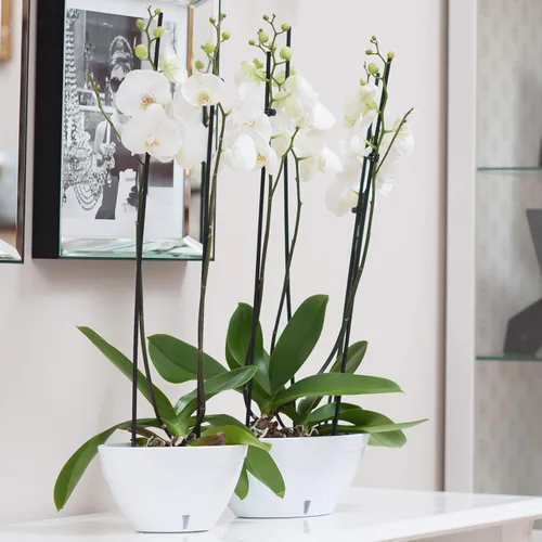 Vista 5 de DECOPOTS Maceta de forma ovalada para plantas, maceta de jade con riego automático, maceta de interior, macetas de plástico con drenaje para todas