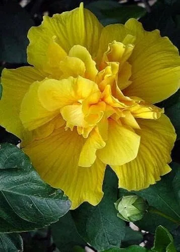20 semillas de hibisco amarillo doble flores perennes flor flor flor jardín árbol