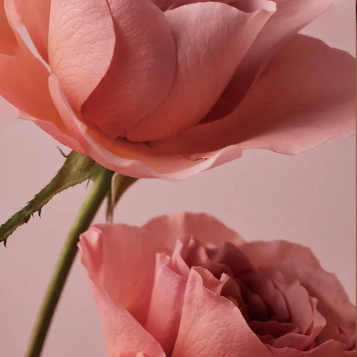 Vista 3 de BONAJOUR ] Crema de células madre de rosas, crema vegana hidratante 1.69 onzas líquidas