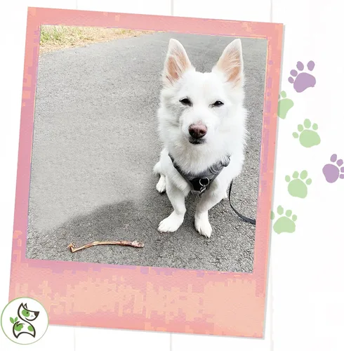 Vista 7 de Nature Gnaws Palitos de cerdo para perros, huesos dentales naturales de primera calidad, golosinas masticables de larga duración para perros