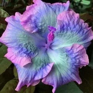 Generic 20 semillas de hibisco azul rosa púrpura flores perennes flor flor flor jardín árbol