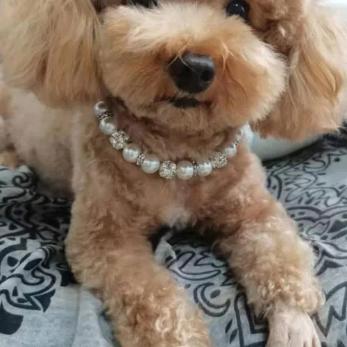 Vista 2 de Collar de diamantes de perlas para mascotas, collar ajustable para gatos y perros