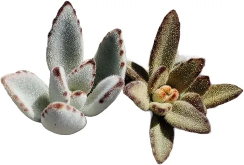 Vista 7 de Plantas de cactus suculentas vivas (juego de dos macetas de 2 pulgadas) (pata de oso de cotiledón tomentosa 'verde+ abigarrada')