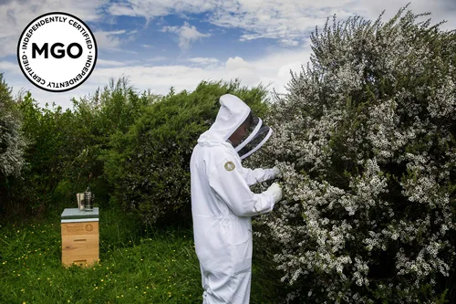 Vista 8 de MANUKA DOCTOR - MGO 30+ Multifloral SQUEEZY y MGO 825+ Monofloral Manuka Honey Value Bundle, 100% miel de Nueva Zelanda pura. Certificado.