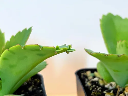 Kalanchoe Diagremontiana - 3 sombreros mexicanos para madre de miles, planta suculenta viva en maceta de 2 pulgadas con tierra totalmente enraizada.