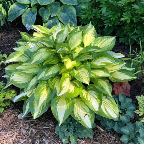 Vista 2 de Más de 100 semillas de flor Hosta perenne para plantar al aire libre, jardín, hogar, bellezas