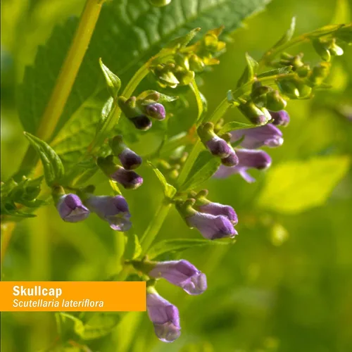 Vista 7 de Herb Pharm Extracto líquido orgánico certificado Skullcap para apoyo del sistema nervioso, 1 onza líquida