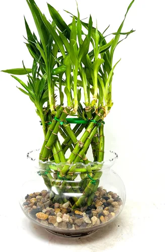 Vista 2 de Pineapple Lucky Bamboo Arrangement - Jarrón transparente