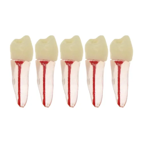 5 Uds. Dientes dentales de la cavidad de la pulpa del conducto radicular modelo de endodoncia RCT Typodont M8007 11# 14# 16# 21# 33# 34# 35# 36# 44#