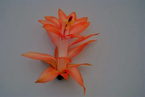 FTG Goods 1 planta de inicio de cactus exóticos vivos Cactus de Navidad Braiden Zygocactus suculenta planta enraizada Schlumbergera Zygo Cactus