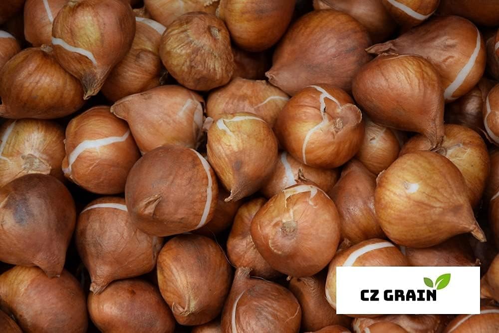 8. Bulbos de jacinto de mezcla pastel para plantar, jacinto perenne fácil de cultivar (20 bulbos)