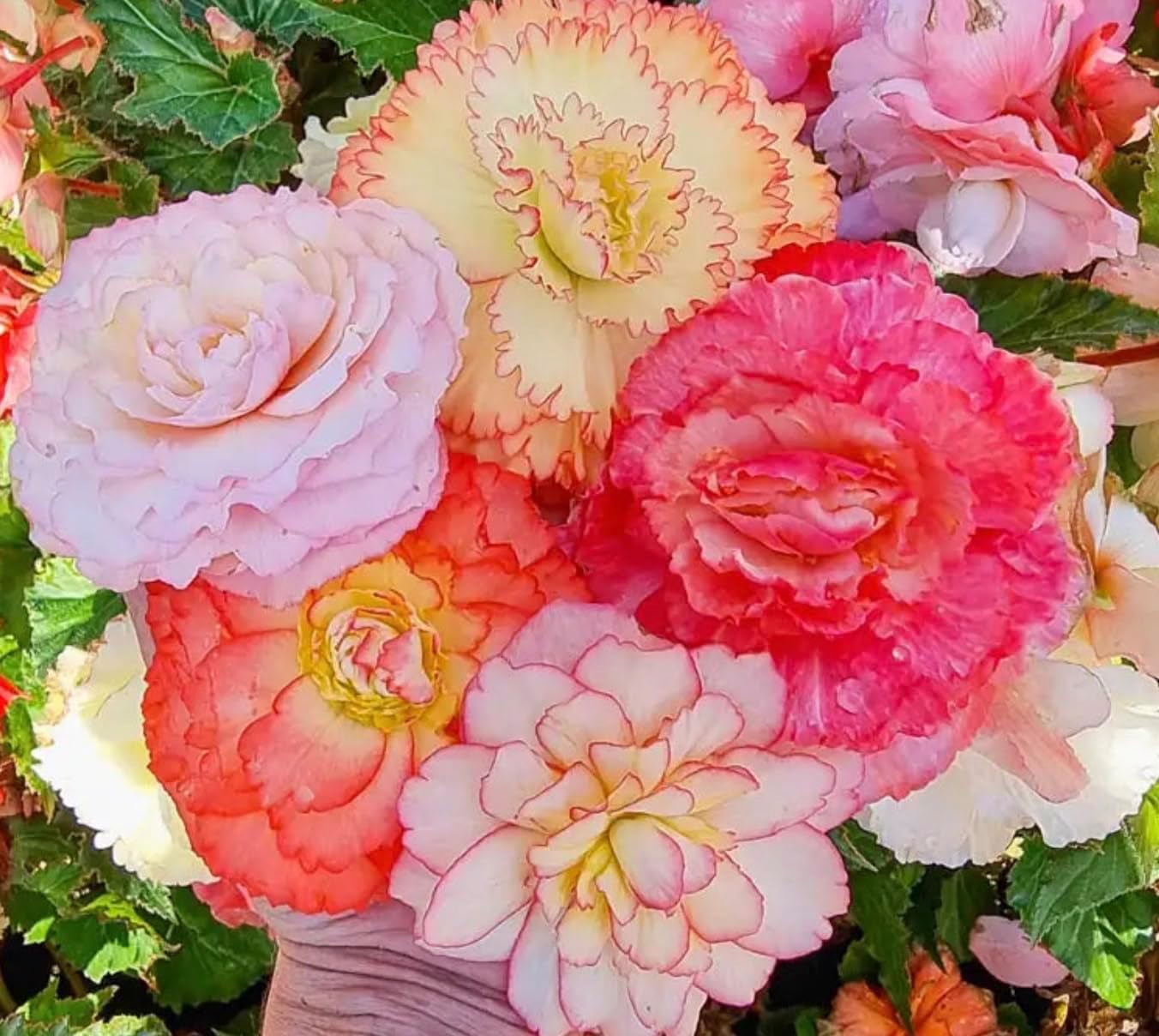 10. Begonia - Mezcla de bulbos de flores de samba (3 bombillas), coloridas, verticales, con flecos, flores dobles, ideal para macetas, contenedores