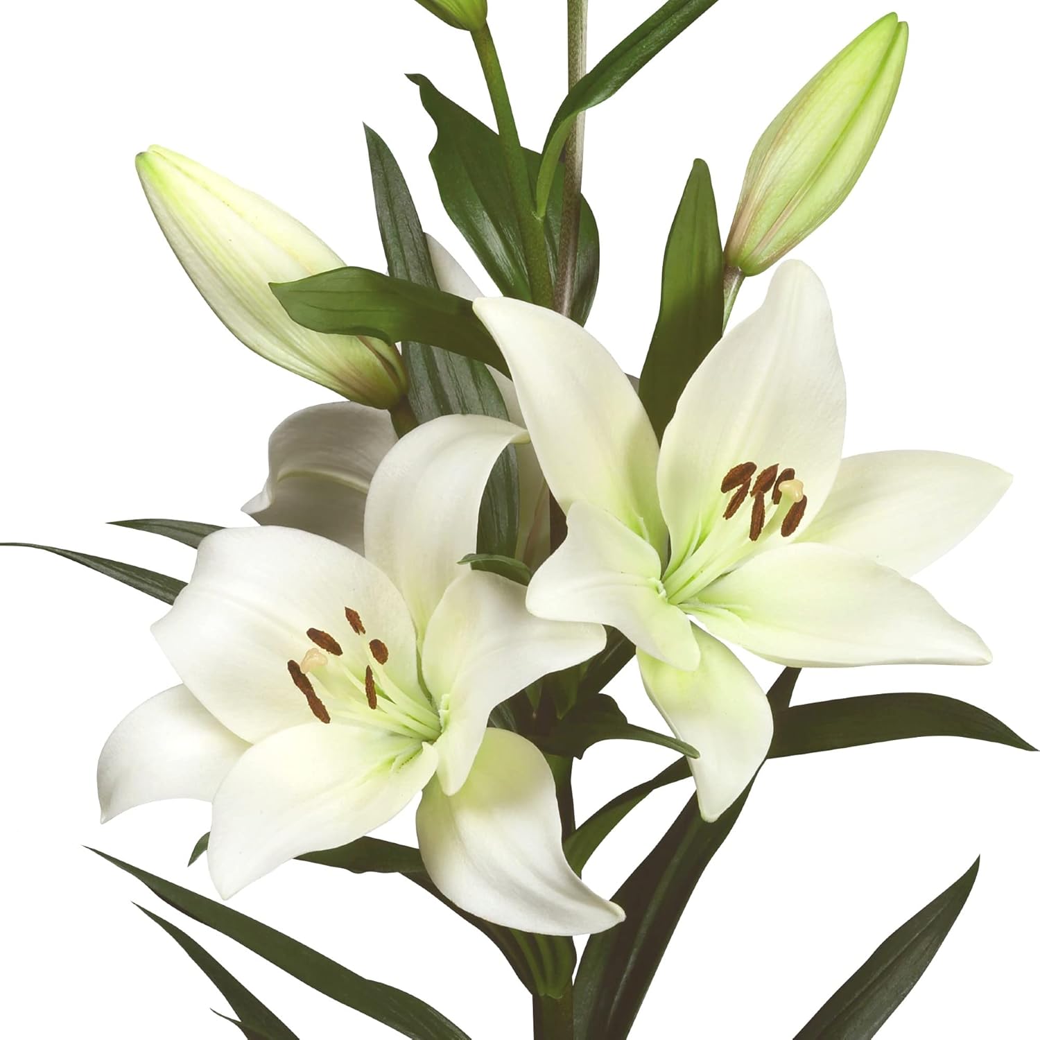 9. Easy to Grow Bulbos de Plantas de Lirio Asiático Lilium 'Blanco' (Paquete de 3) - Flores Blancas que Florecen en Jardines de Verano