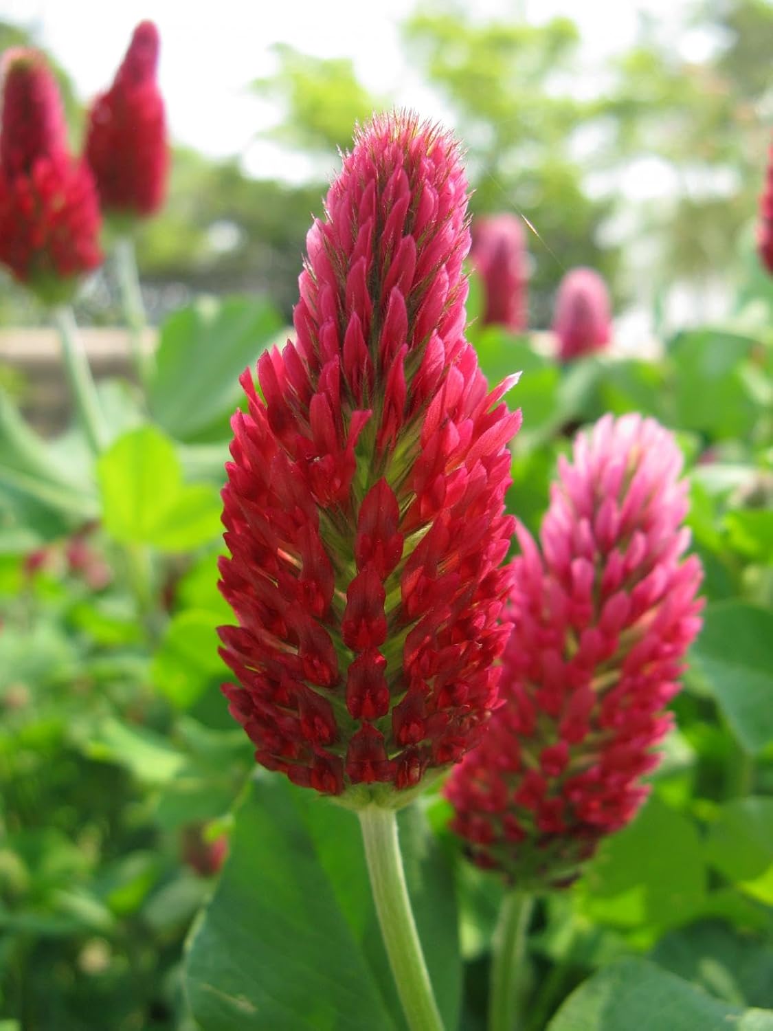 11. TomorrowSeeds - Crimson Clover Seeds - 1 Pound - for 2025 Planting USA Garden Flower Italian Blood Red Clovers Winter Annual Cover Crop Non-GMO
