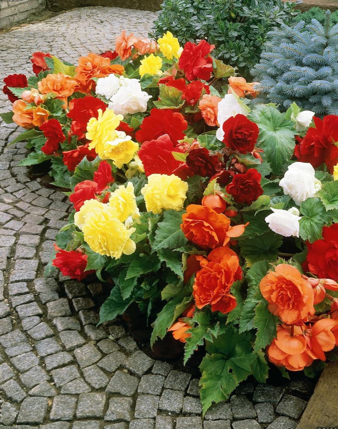 7. Bolsa de bulbos mixtos de begonia doble, 5 bombillas por paquete, resistente a los ciervos, crece bien en contenedores, jardín de flores vivas