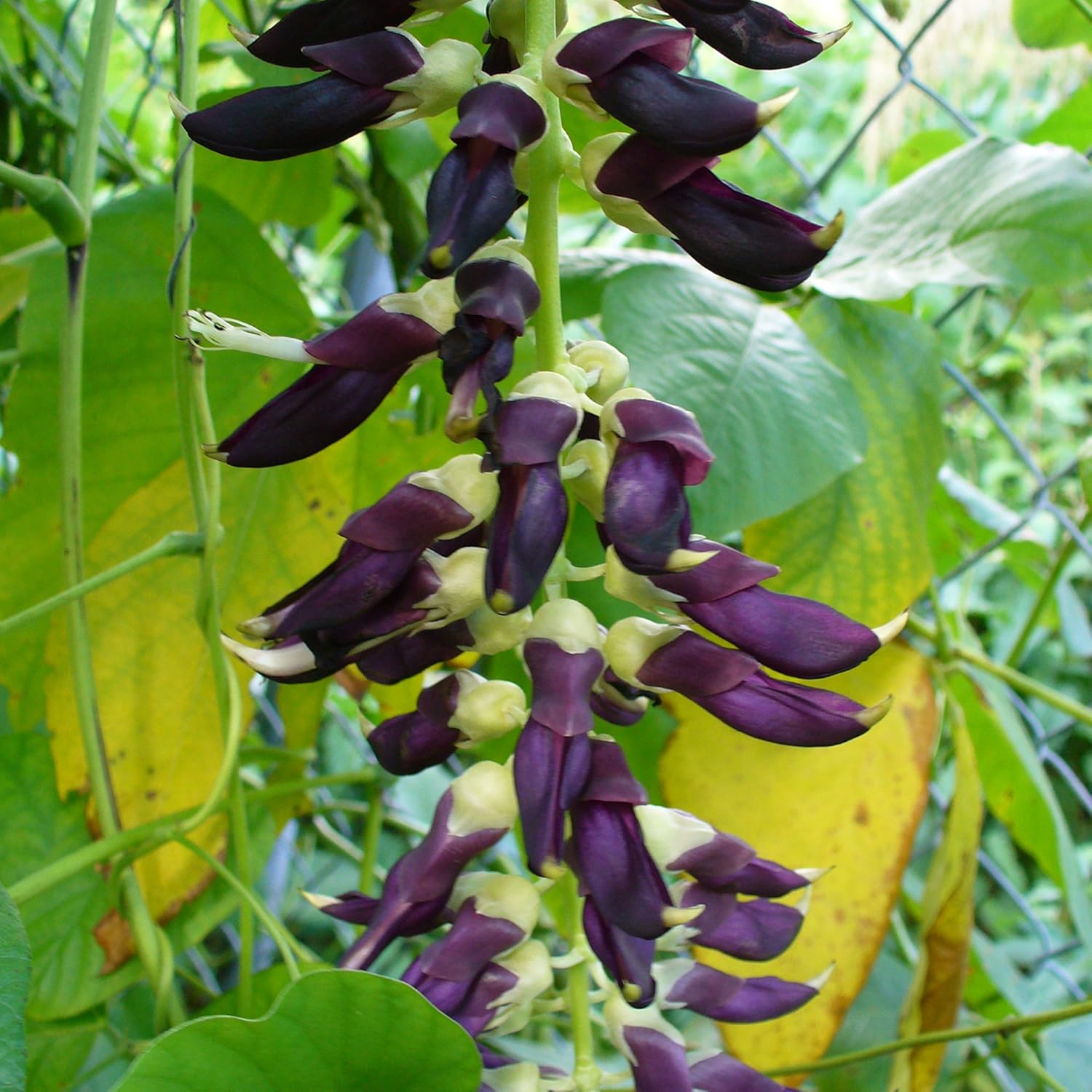 25. Velvet Bean (Mucuna pruriens) Paquete de 5 Semillas