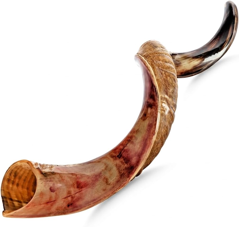 Cuerno Shofar Kudu Kosher de Israel de 20"-24" – Instrumento Musical Judío Antiguo Kudu Shofar Tradicional Medio Pulido Holy Voice de Fácil Soplado